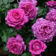 Роза чайно-гибридная Саманта в контейнере